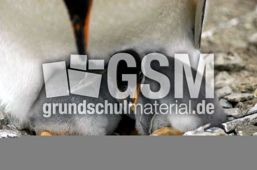 Eselspinguin (55 von 97).jpg